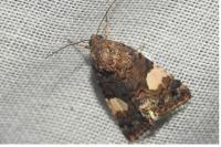 Tyta luctuosa