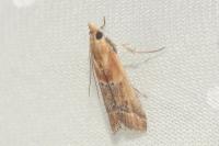 Ancylosis cinnamomella