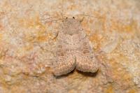 Hoplodrina ambigua
