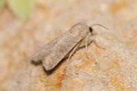 Hoplodrina ambigua