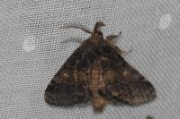 Gluphisia crenata