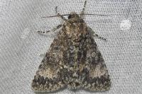 Acronicta megacephala