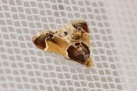 Pyralis farinalis