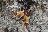 Pyralis farinalis