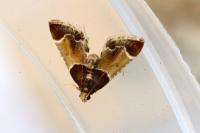 Pyralis farinalis