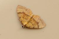 Camptogramma bilineata