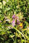 Hemaris fuciformis