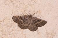 Selidosema taeniolaria