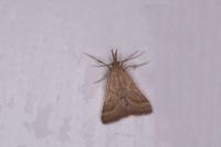 Synaphe punctalis