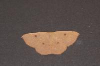 Cyclophora puppillaria