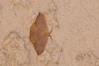Watsonalla uncinula