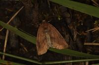 Cosmia pyralina