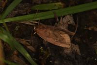 Cosmia pyralina
