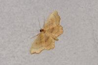 Idaea emarginata