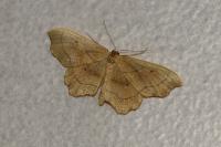 Idaea emarginata