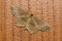 Idaea emarginata