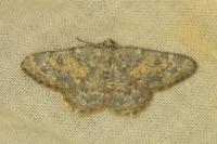 Charissa mucidaria