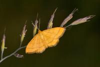 Idaea flaveolaria