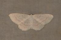 Scopula subpunctaria