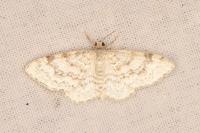 Hydrelia sylvata