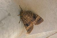 Amphipyra pyramidea