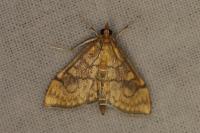 Anania verbascalis