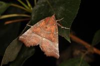 Scoliopteryx libatrix