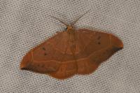 Watsonalla binaria