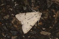 Acronicta leporina