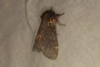 Notodonta dromedarius