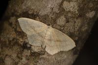 Scopula nigropunctata