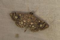 Anania stachydalis