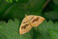 Camptogramma bilineata