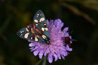 Callimorpha dominula