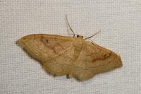Idaea rubraria