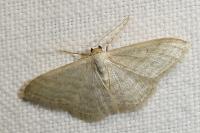 Idaea subsericeata