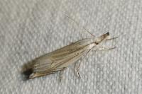Metacrambus carectellus