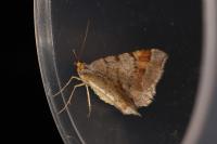 Macaria liturata