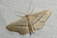 Idaea mediaria