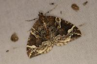 Eulithis prunata