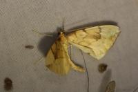 Gandaritis pyraliata