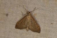 Anania terrealis