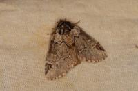 Drymonia obliterata