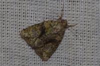 Cryphia algae