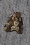 Thyatira batis