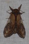 Notodonta ziczac