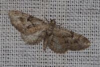 Eupithecia