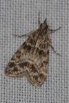 Eudonia mercurella