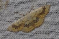 Cyclophora annularia