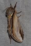 Pheosia tremula